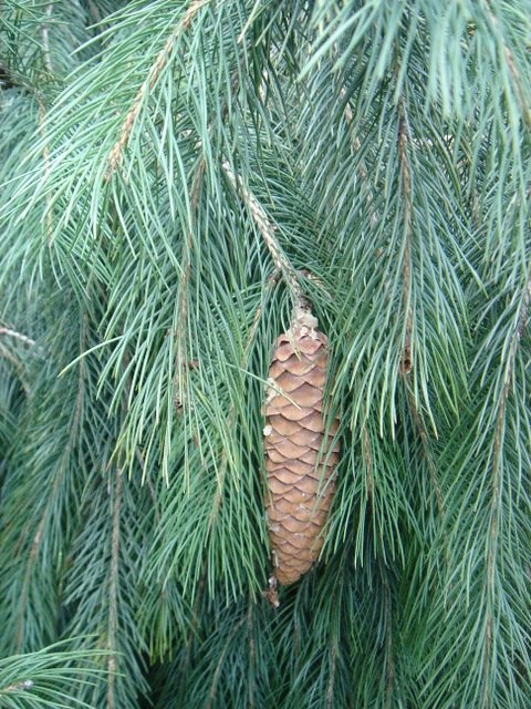 Picea smithiana (2)
